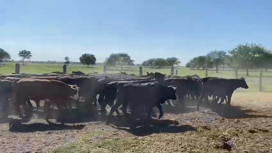 Lote 65 Terneros/as