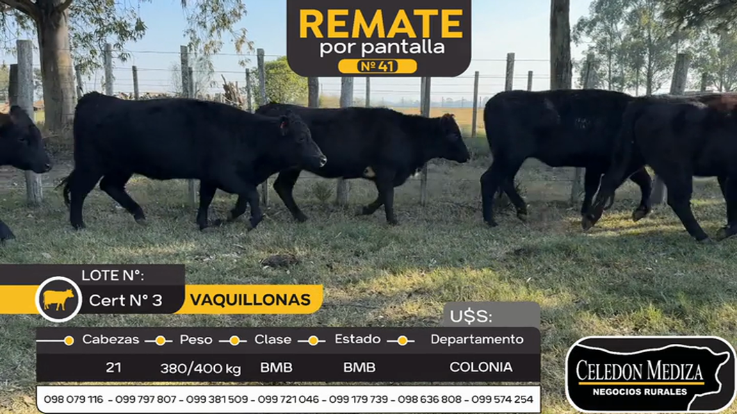 Lote 21 Vaquillonas  en Colonia