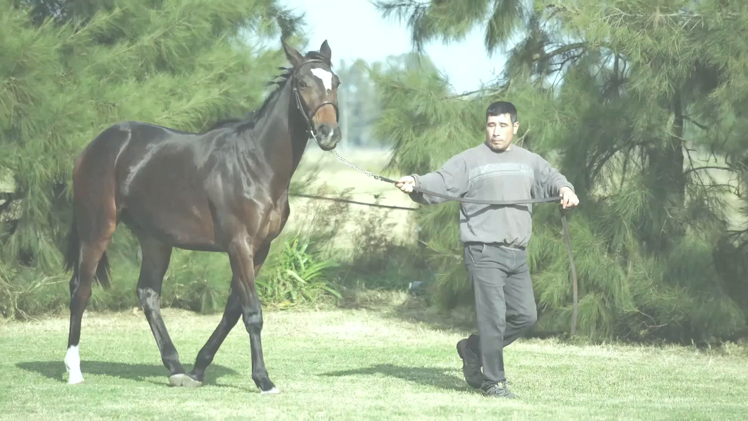 Lote CAPANGA CHUCK (CHUCK BERRY  -  CIA PARADE por  PARADE MARSHAL)