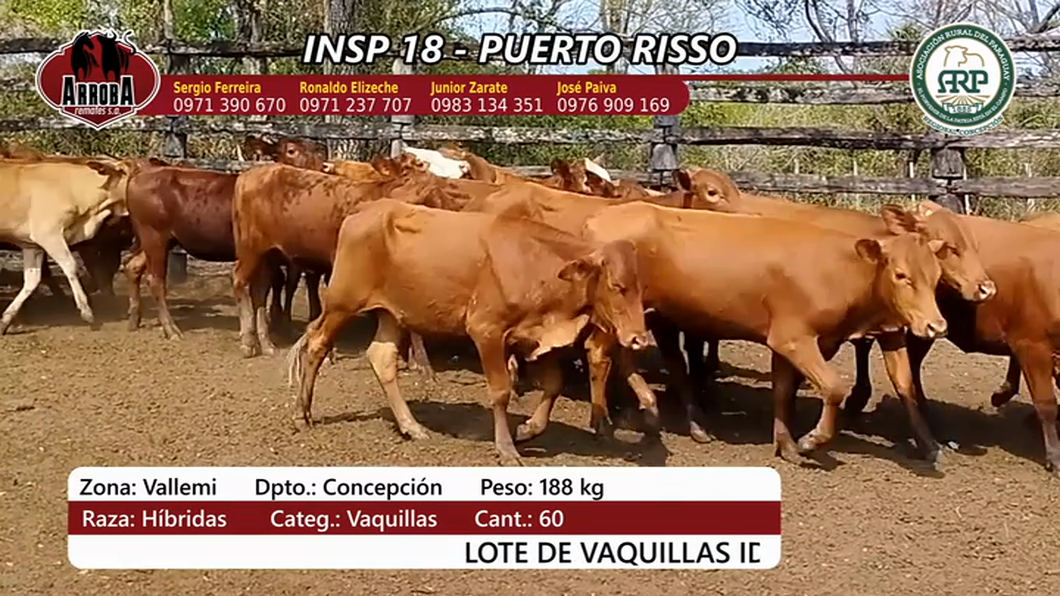 Lote Insp 18