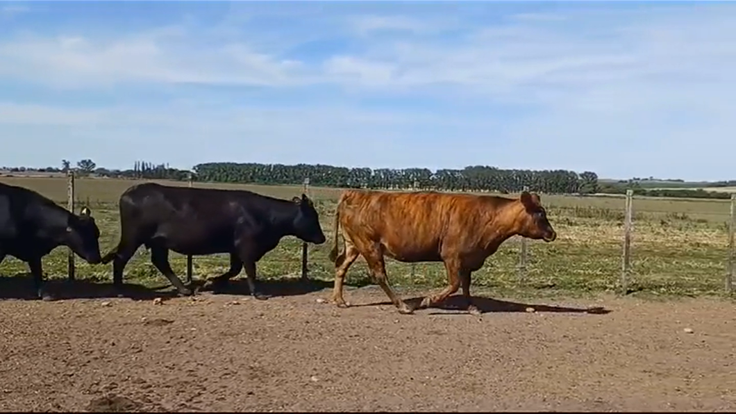 Lote (Vendido)8 Vacas de Invernada 5 AA - 2 AA/ NO a remate en #39 Pantalla Carmelo 525kg -  en COQUIMBO
