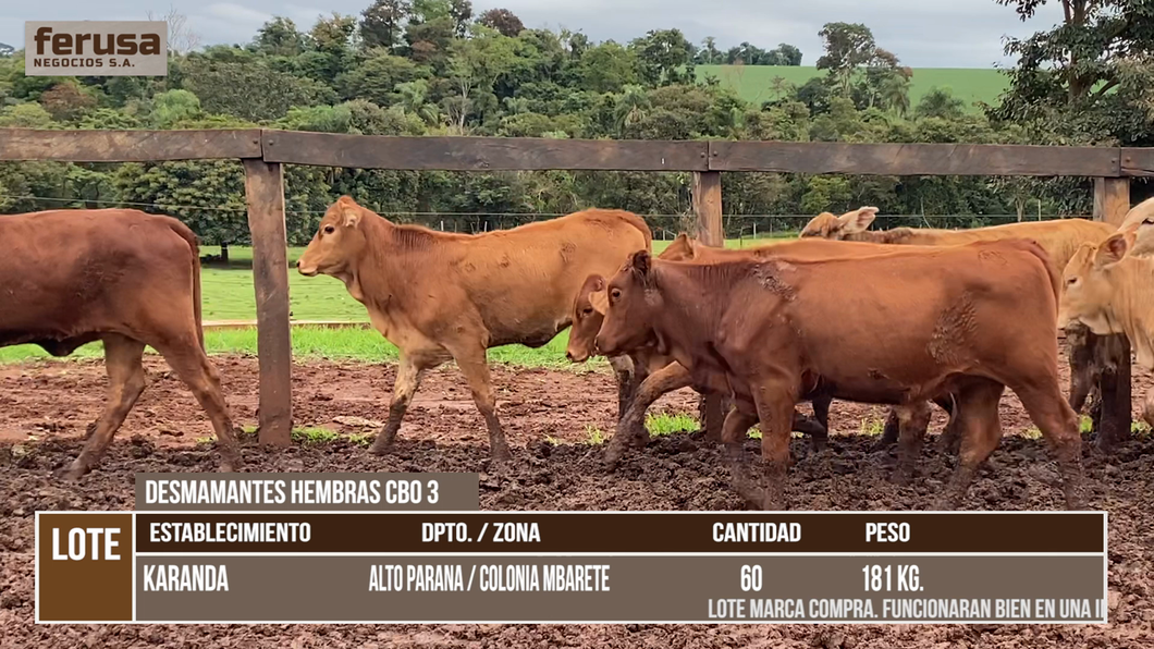 Lote LOTE 1