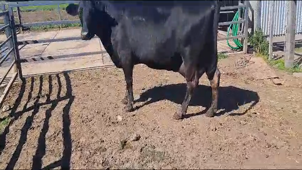 Lote Vacas de Invernada CRUZA a remate en 9° Entre Martillos en RUTA 1 KM 85