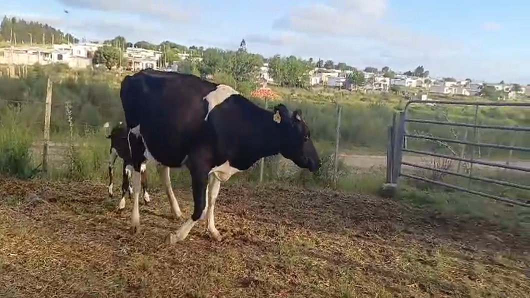 Lote PIEZAS DE CRIA