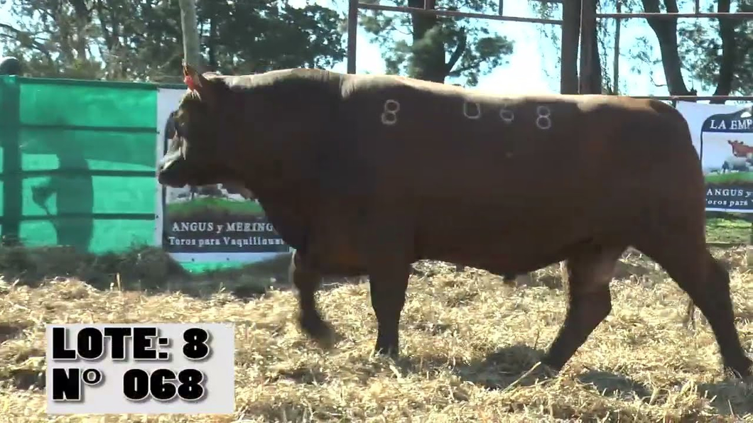 Lote 3 Toros a remate en Toros para Vaquillonas - La Empastada, Durazno