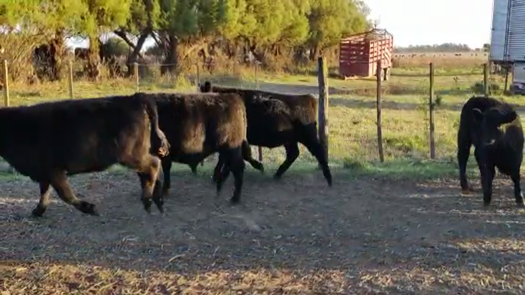Lote 9 Terneros/as en Gral. Lamadrid, Buenos Aires