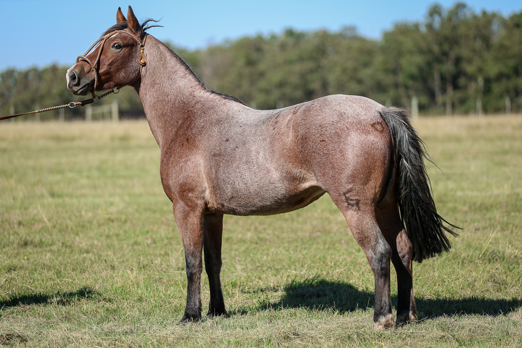 Lote Paso Navaja