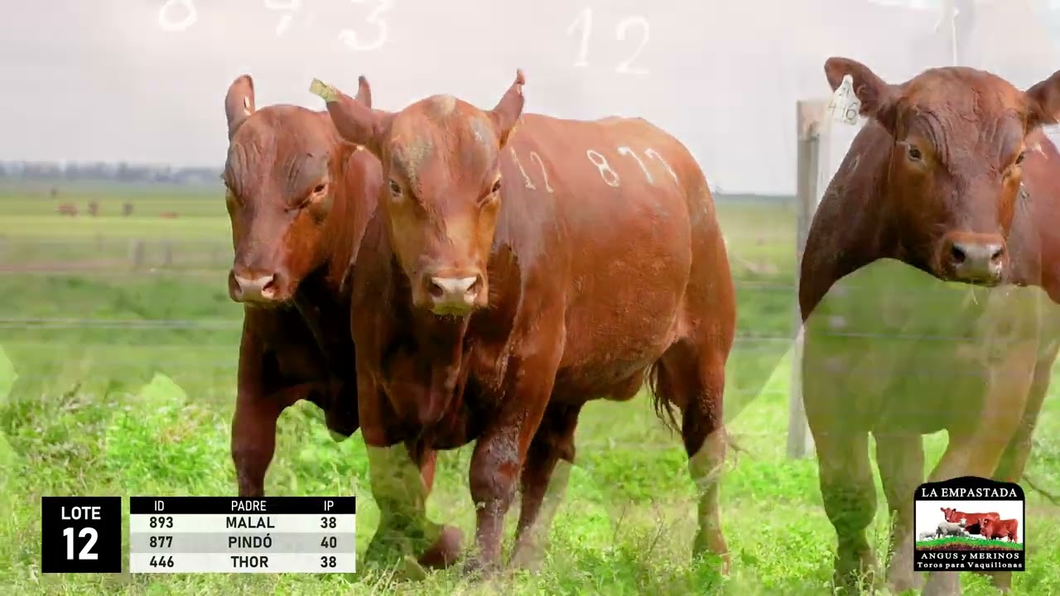 Lote 3 Toros Red Angus a remate en La Empastada - Hotel Santa Cristina, Durazno