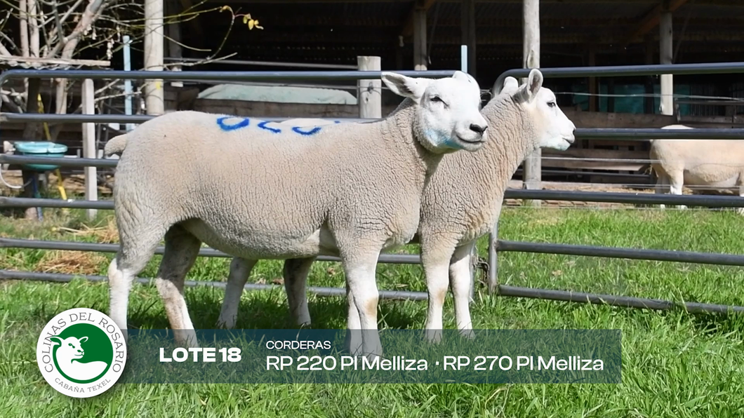 Lote Lote 18