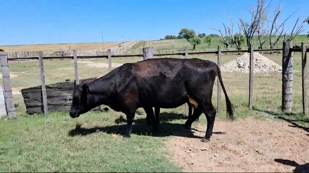 Lote PIEZAS DE CRIA