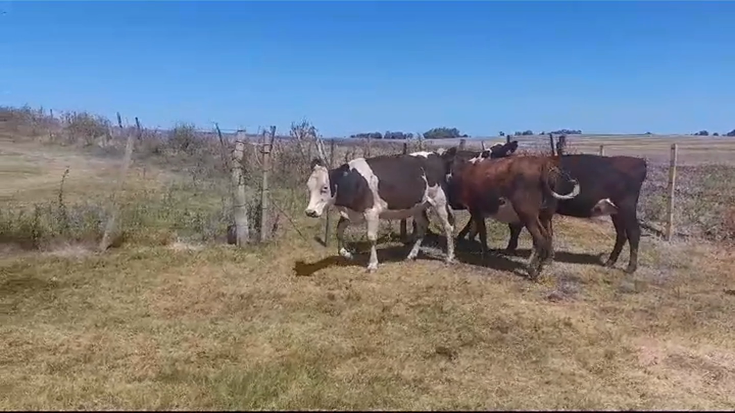 Lote VAQUILLONAS PREÑADAS
