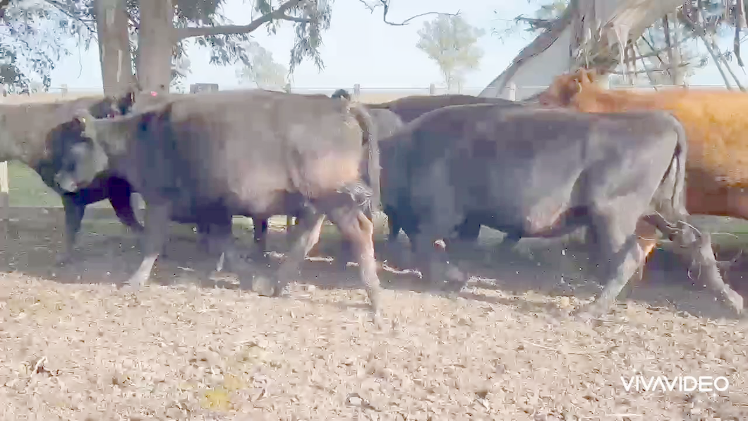 Lote 28 Vacas medio uso C/ gtia de preñez en Castelli, Buenos Aires