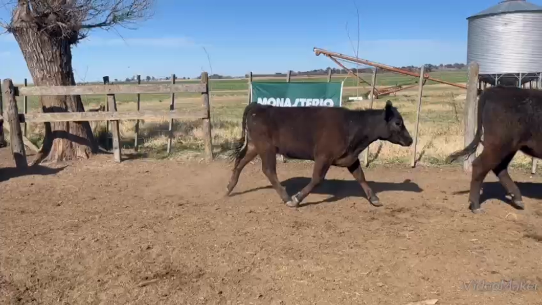 Lote 65 Terneras en Daireaux