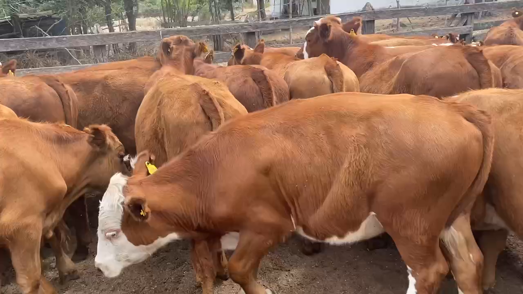 Lote 50 Novillo Engorda en Litueche, VI Región O'Higgins