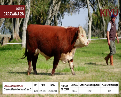 Lote CARACE MINERO 4219