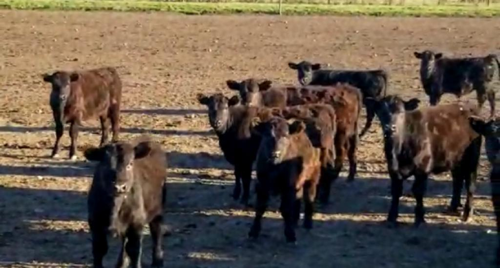 Lote 110 Terneros de 175 kilos en Tapalque, Buenos Aires