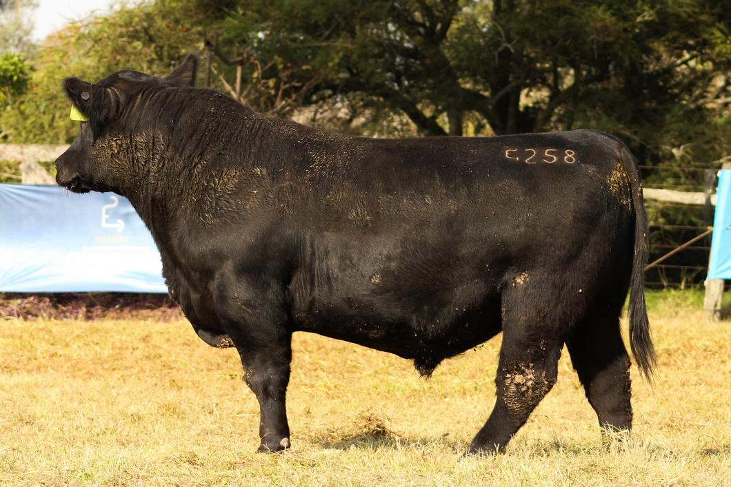 Lote CABAÑA COEMBOTÁ: RP 258