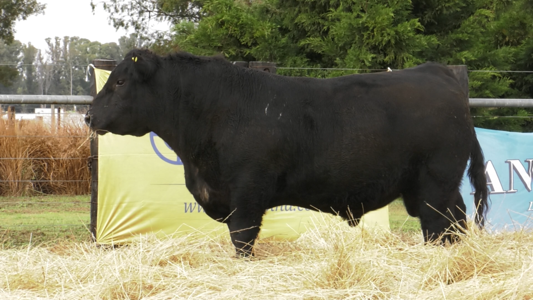 Lote TOROS ABERDEEN ANGUS PP