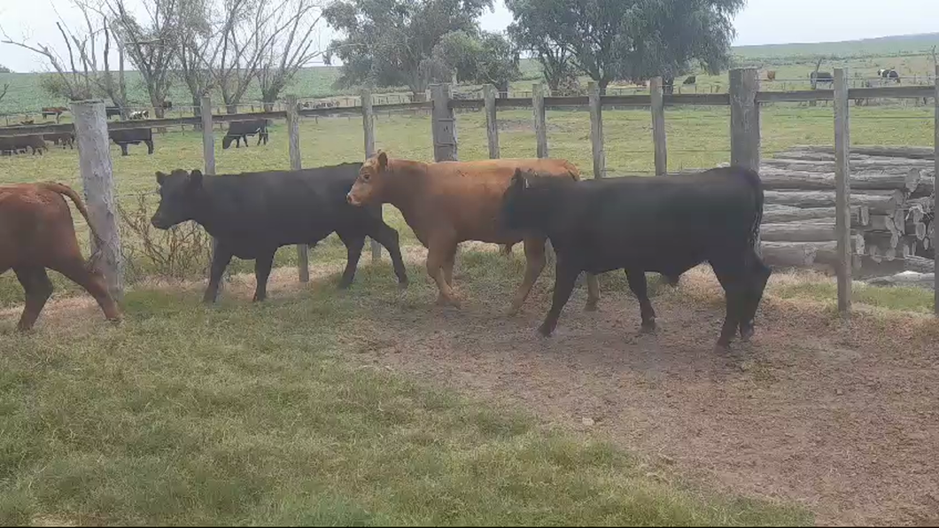 Lote 4 Terneros ANGUS a remate en #42 Pantalla Carmelo  295kg -  en SAN JUAN