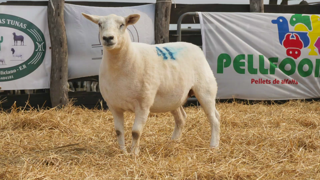 Lote TEXEL HEMBRA