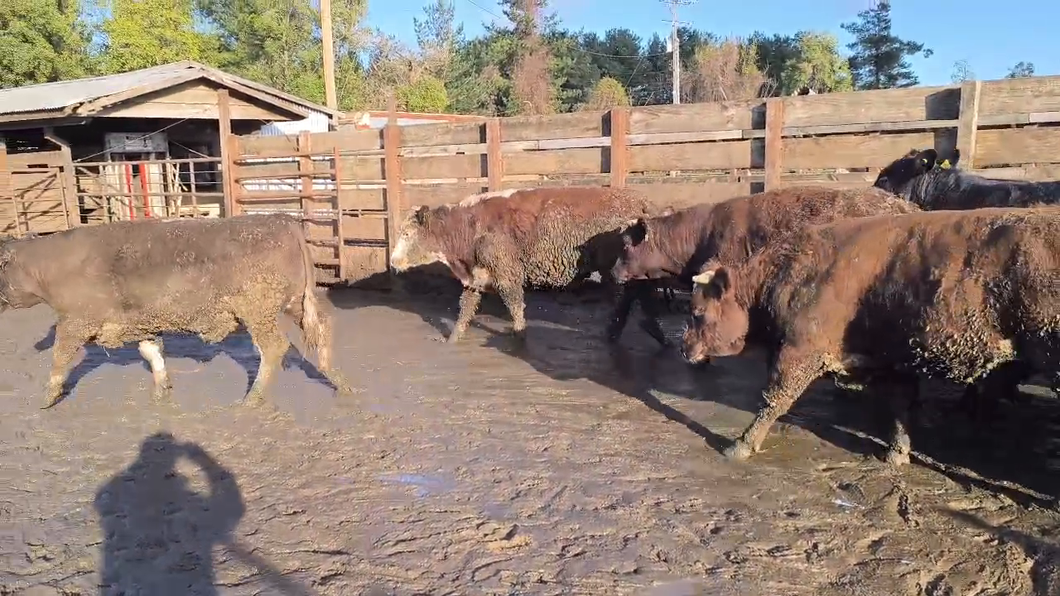 Lote 20 Novillo Gordo en Los Ángeles, VIII Región Biobío