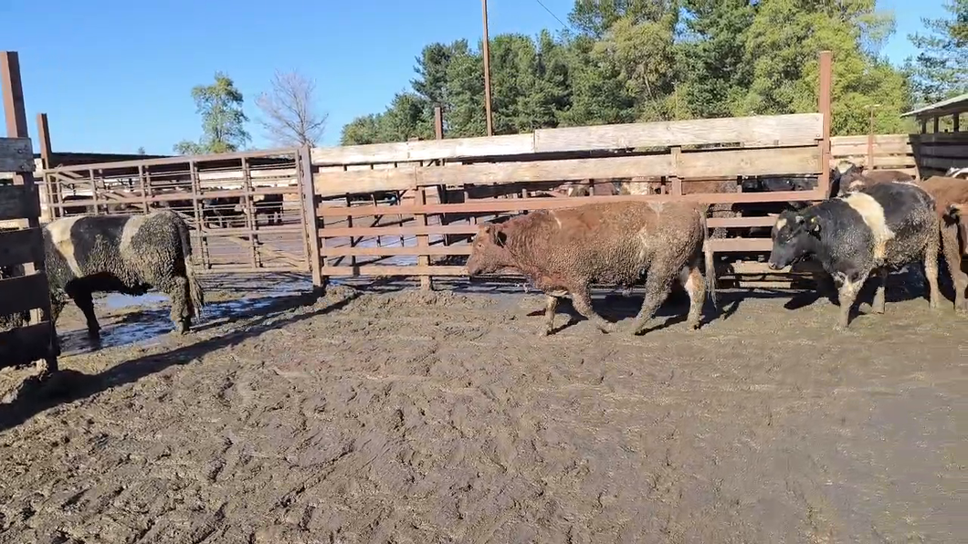 Lote 43 Novillo Gordo en Los Ángeles, VIII Región Biobío