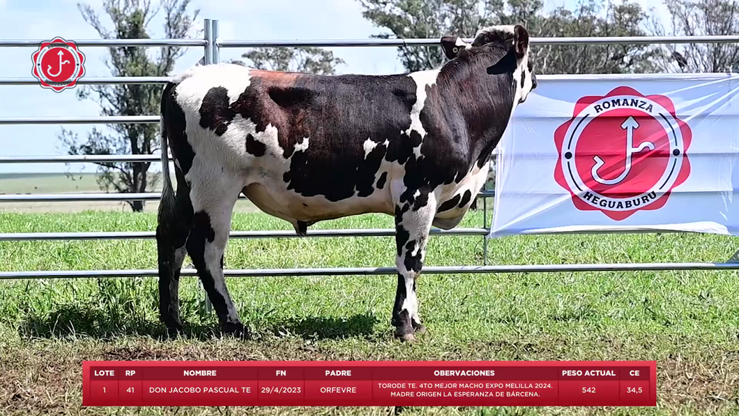 Lote Toros a remate en 8º Remate Anual - Estancia Romanza, Tacuarembó