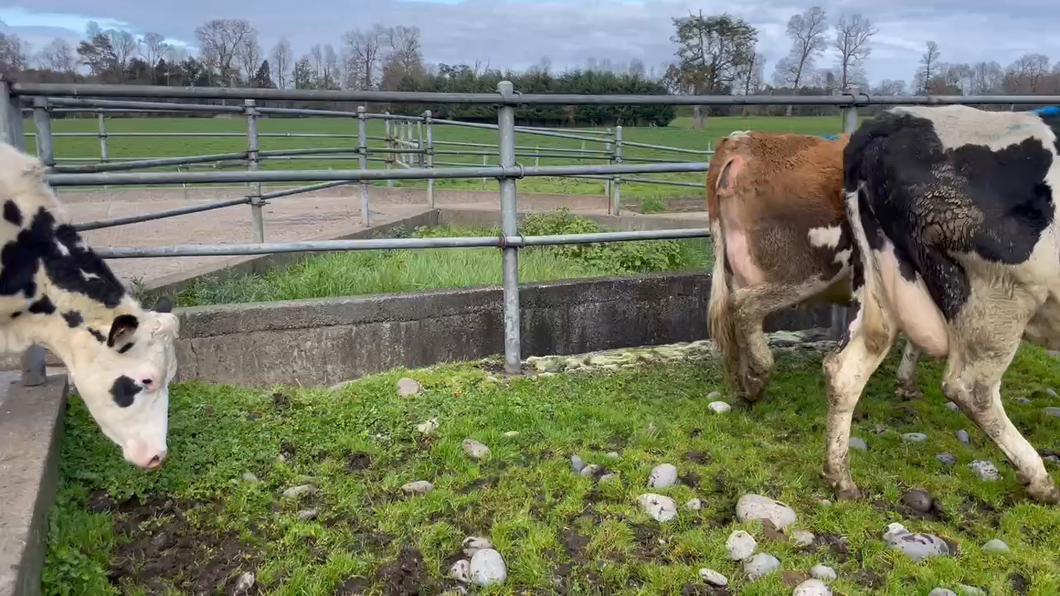 Lote 7 Vaca Preñada en Purranque, X Región Los Lagos