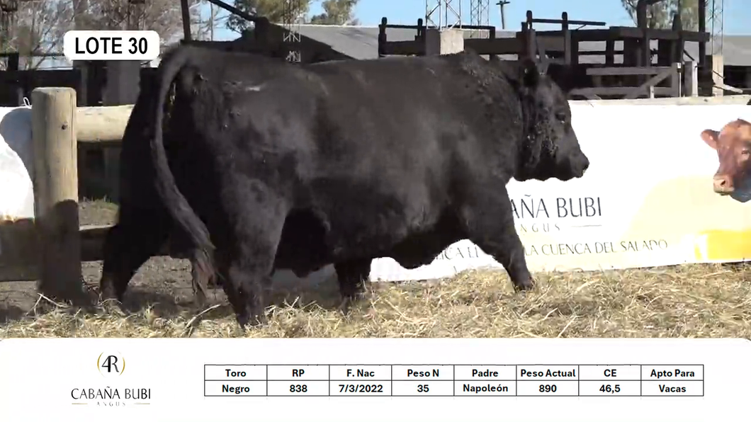 Lote TOROS PP y PC