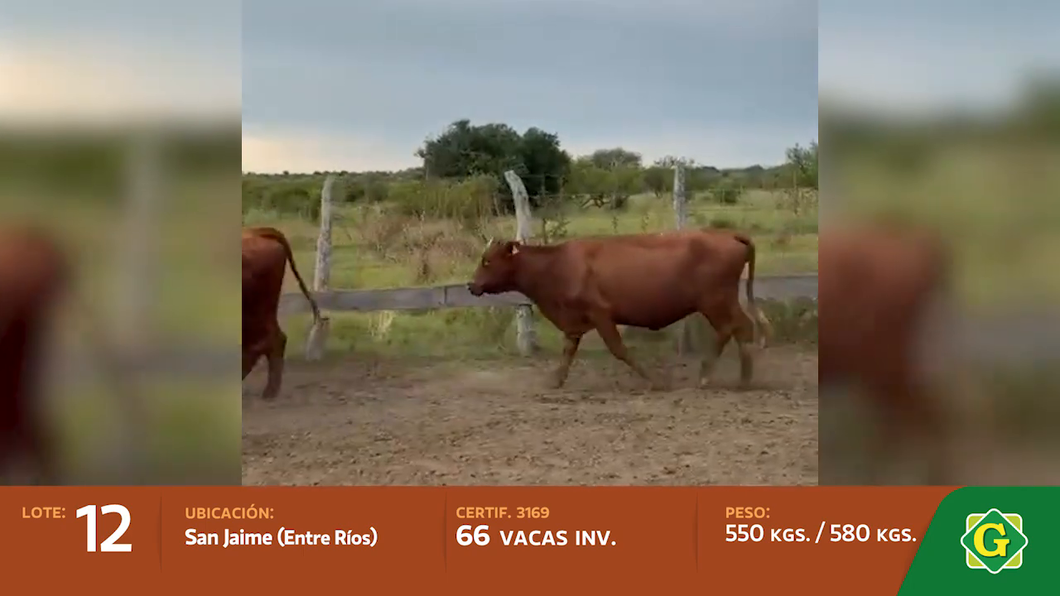 Lote Vacas de invernada en San Jaime
