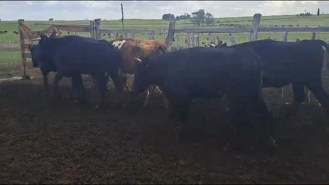 Lote 8 Novillos a remate en 9° Entre Martillos 380kg -  en LA HORQUETA