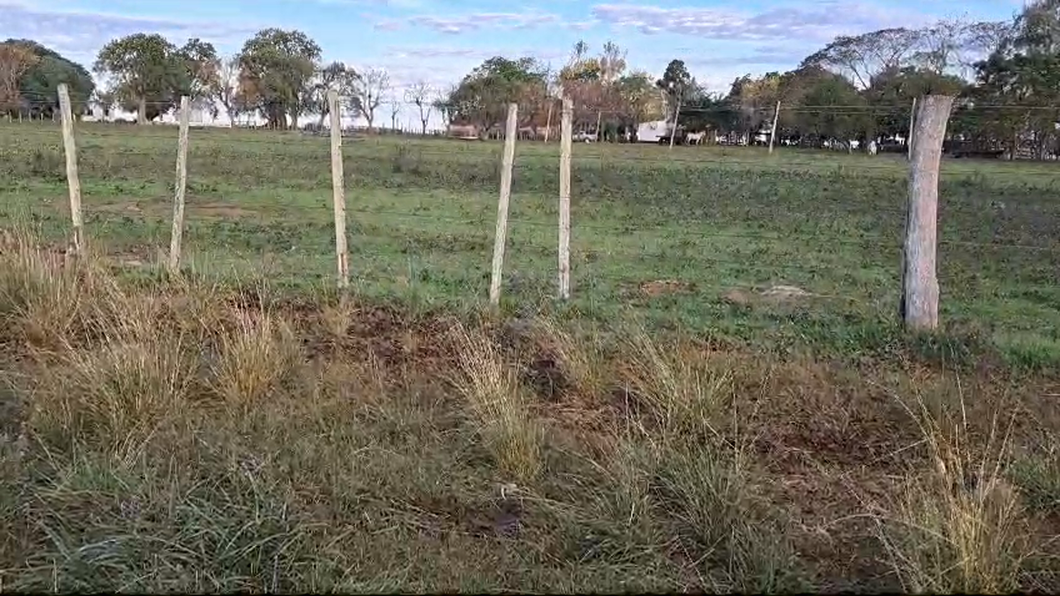 Lote 5 Vacas preñadas 5 CRUZAS a remate en 2º Remate Virtual Baltasar Brum 380kg -  en SARANDI DE YACUY, 30 DE B.BRUM, 10 KM DE RUTA 3