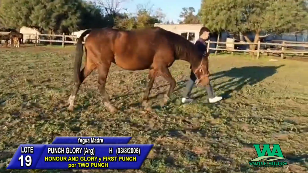 Lote PUNCH GLORY (Arg)