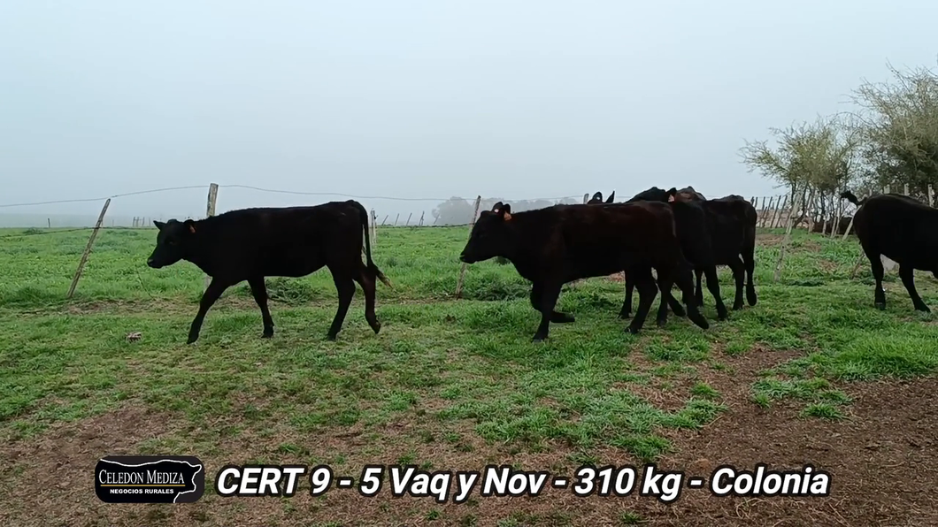 Lote 5 Novillos y vaquillonas 1 a 2 años en Carmelo, Colonia