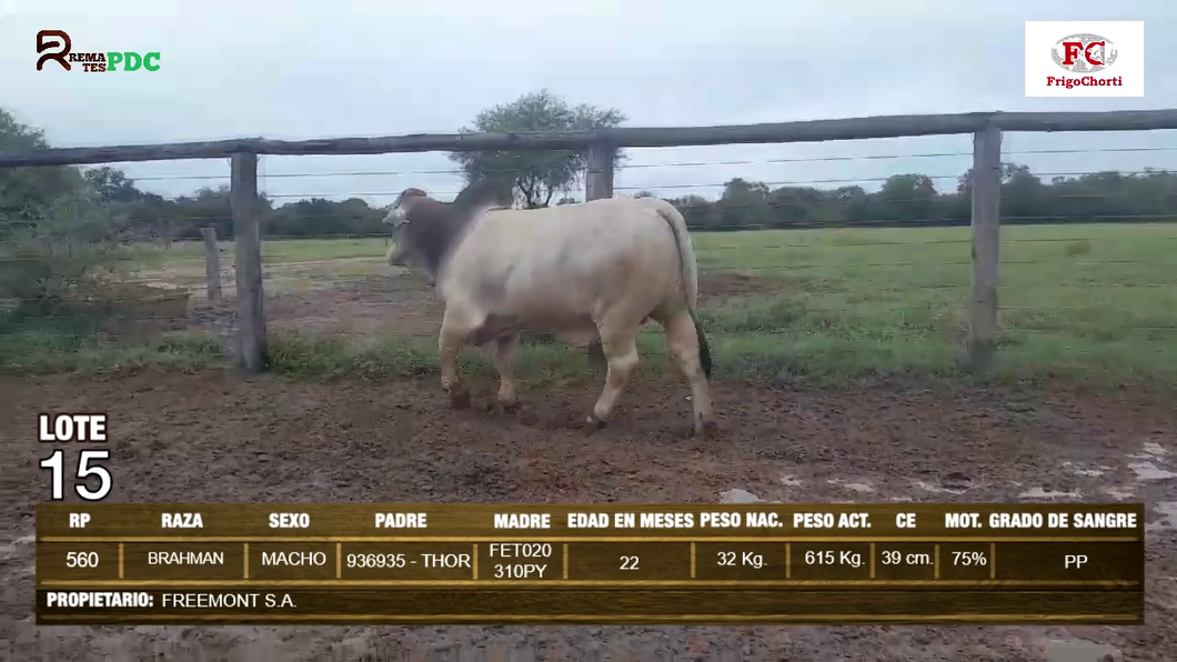 Lote Machos BRAHMAN a remate en Expo Pioneros 24 de Mayo 2024 en Pioneros del Chaco S.A.