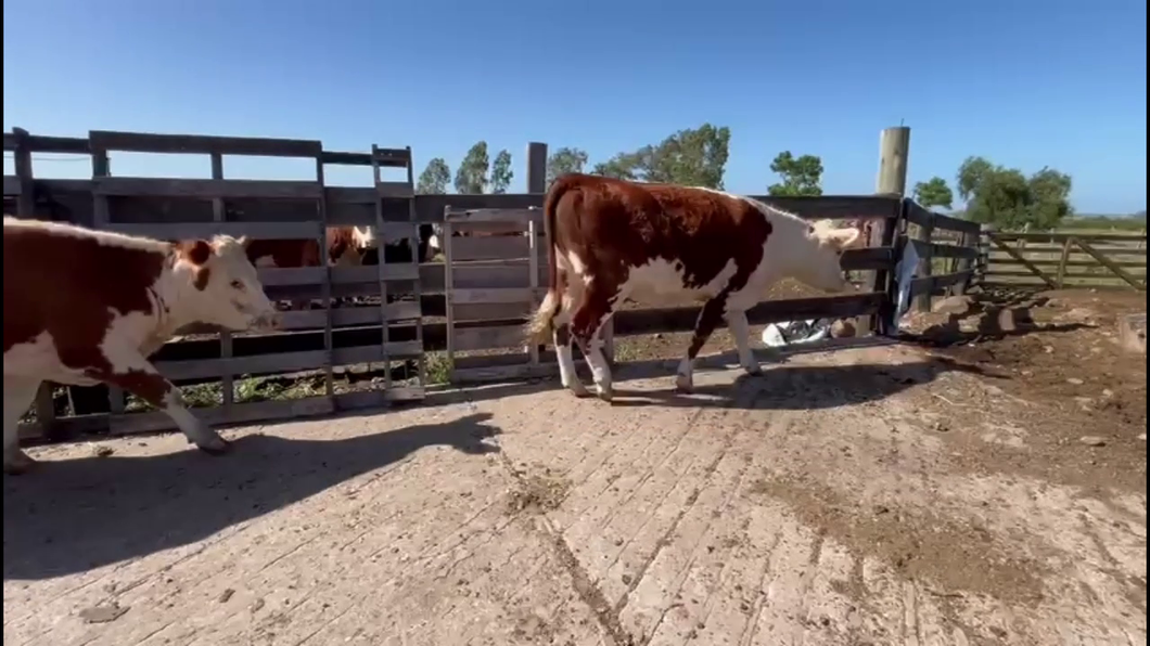 Lote VAQUILLONAS PREÑADAS