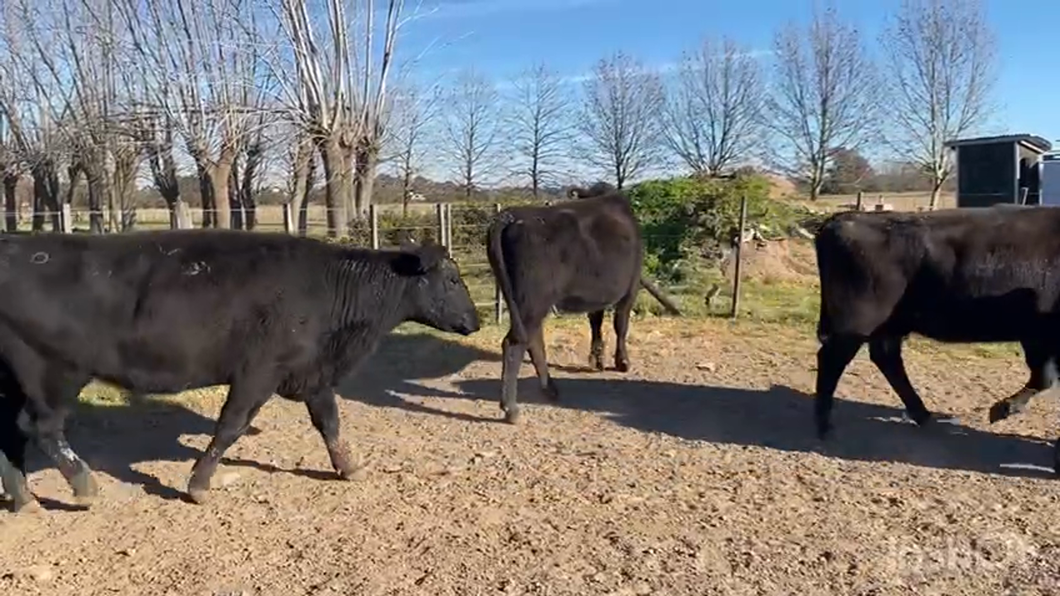 Lote 44 Vacas en Brandsen, Buenos Aires