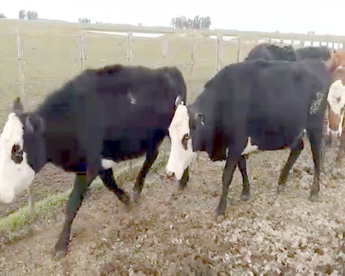 Lote 38 Vacas CUT preñadas en Olavarría, Buenos Aires