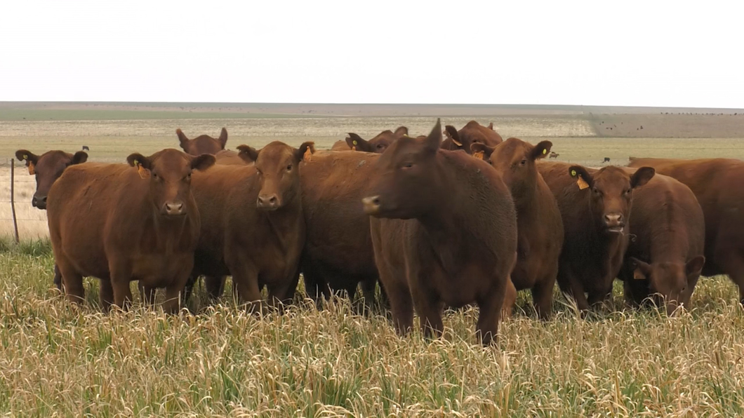 Lote VAQ. ANGUS COLORADAS  MAS C/GTÍA DE PREÑEZ