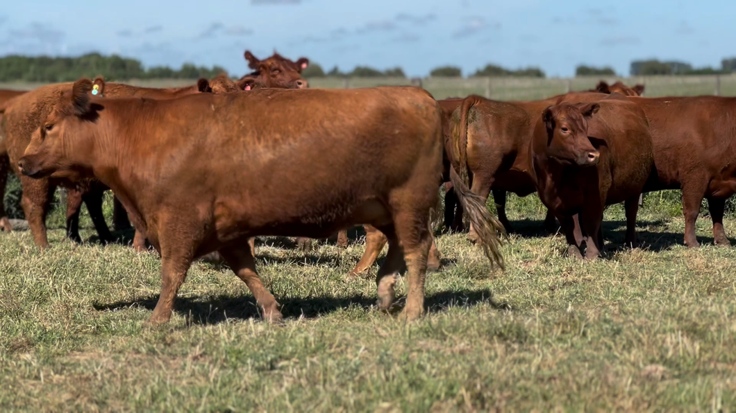 Lote 12 Vacas nuevas Preñadas