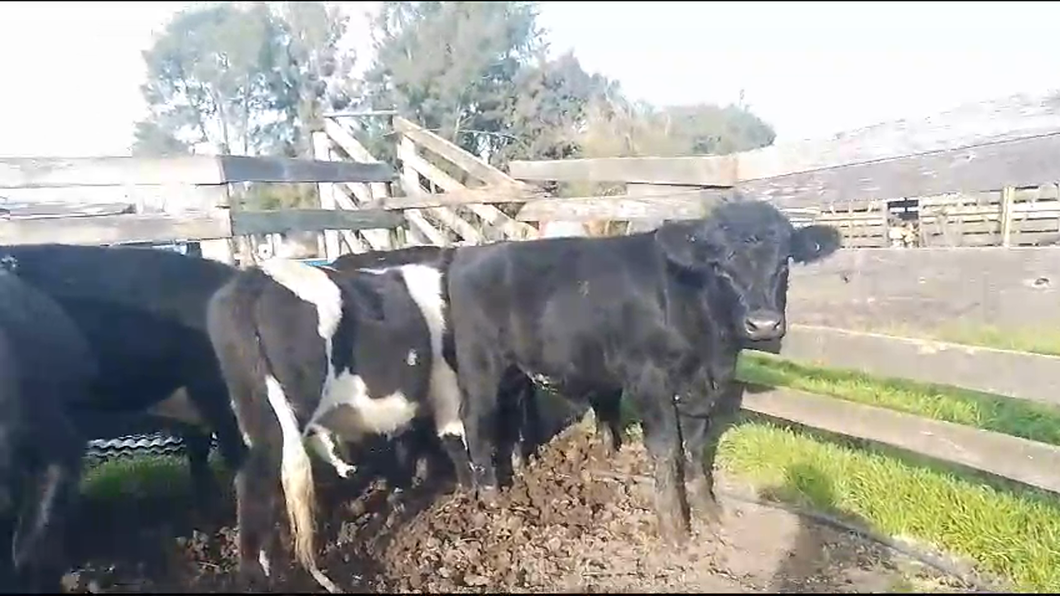 Lote 8 Novillos Cr AA a remate en Pantalla Camy  en Tala de Corrales