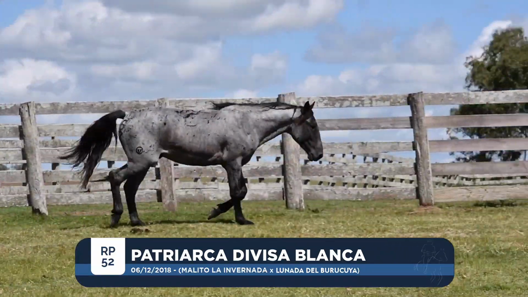 Lote PATRIARCA DIVISA BLANCA