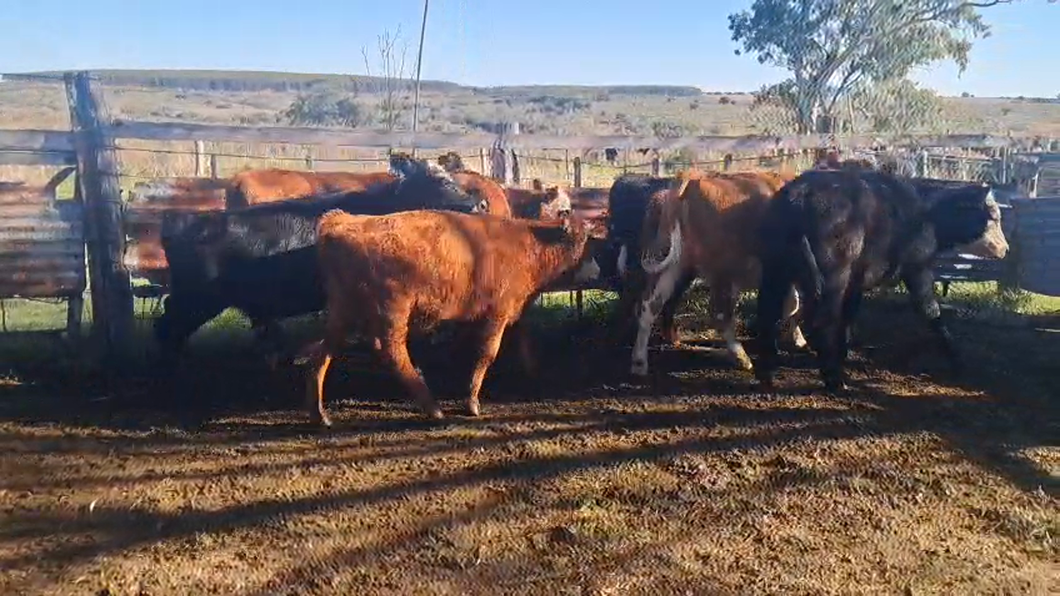 Lote TERNERAS