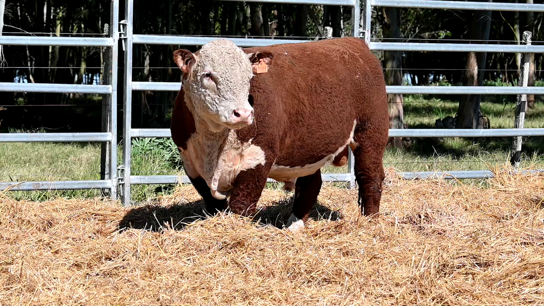 Lote 4 Toros POLLED HEREFORD a remate en Los Novilleros, Montevideo