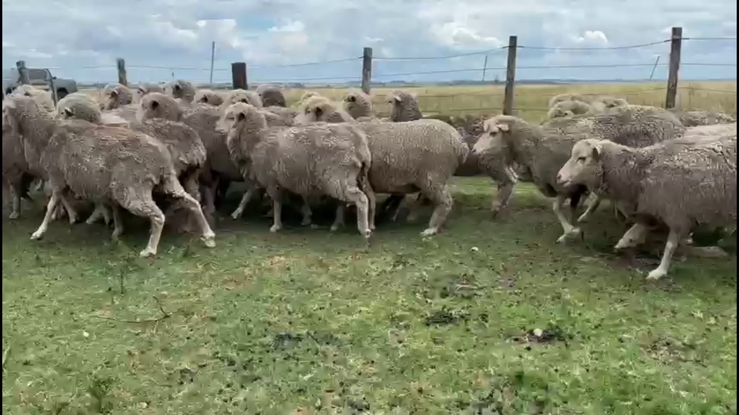 Lote OVEJAS