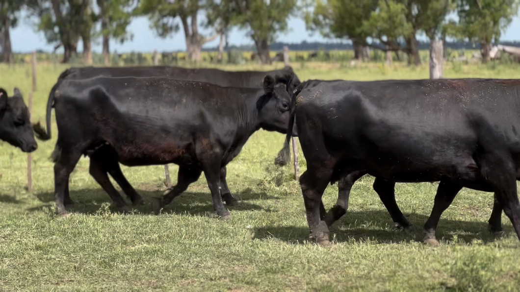 Lote 8 Vacas usadas preñadas