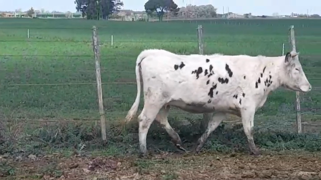 Lote (Vendido)Vaquillonas Vacas Preñadas HOLANDO a remate en #48 Pantalla Carmelo en AGRACIADA