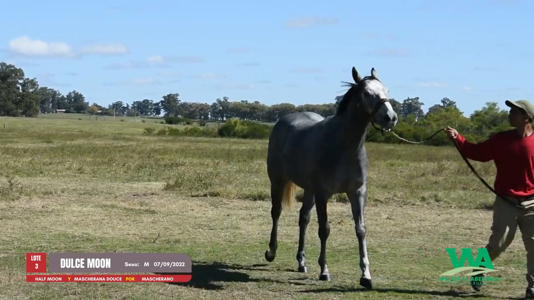 Lote DULCE MOON