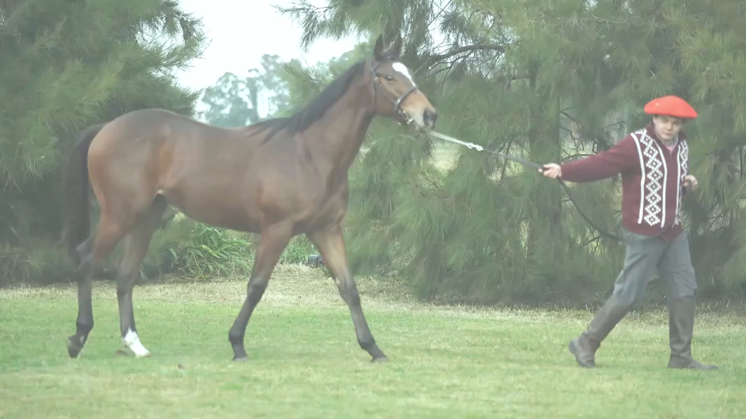 Lote CAPO CHUCK (CHUCK BERRY -  MAIANDRA por  MASTER OF HOUNDS)