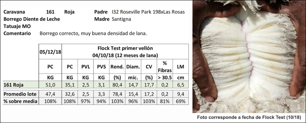 Lote Caravana 161